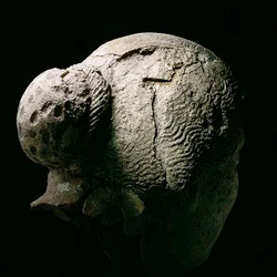 Vista trasera de la cabeza de una mujer, siglo II o III d.C.