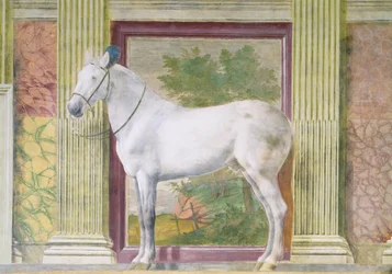 Sala de los Caballos, detalle que muestra el retrato de un caballo gris de los establos de Ludovico Gonzaga III de Mantua
