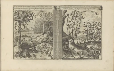Planten, vogels en pepervelden Loua, Pineapple Musa / Plants and Birds of India // Peeper-Gewassen / Pepper Plantation (título sobre el objeto) Las Indias Orientales y Occidentales y otros lugares (título de la serie)