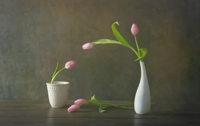 Naturaleza muerta con elegantes tulipanes rosas