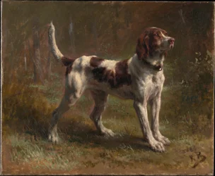 Un Perro Limier Briquet