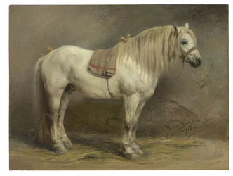 Un caballo blanco