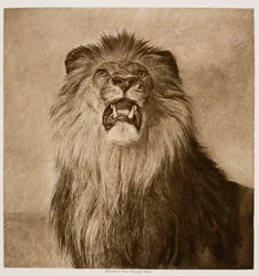 León rugiente