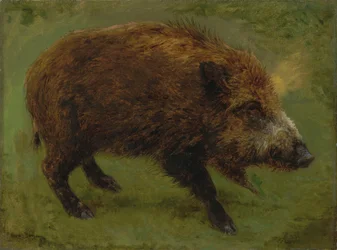 En francés:  Le sanglier Jabalí