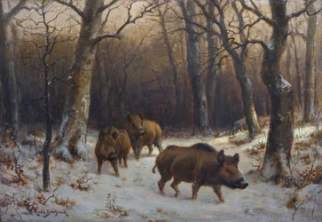 En francés:  Sangliers dans la neige Jabalíes en la nieve