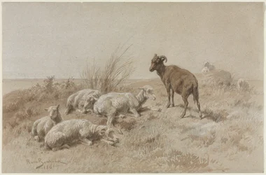 Ovejas