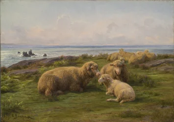 Ovejas junto al mar
