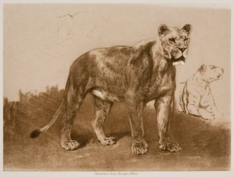 Estudios de una leona