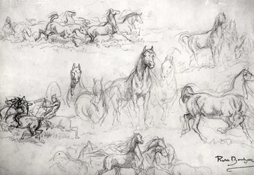 Estudio de caballos