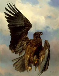 El águila herida