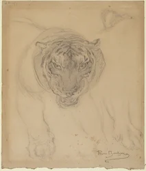 Tigre, con boceto de pata, reverso: boceto de cabeza de tigre