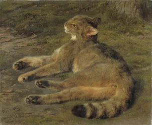 Gato salvaje, 1850