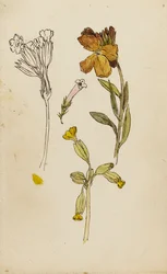 Estudio de flores, alhelí y cowslip