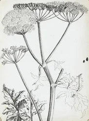 Perejil de vaca