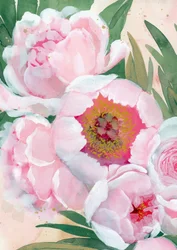 Flores de peonía rosa