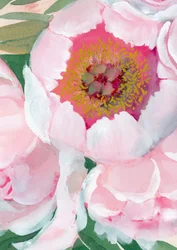 Flor de peonía rosa