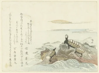 tortugas en una roca