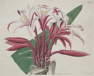 La revista botánica o jardín de flores exhibido: Crinum majestuoso, 1823
