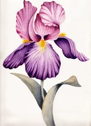 Iris de color púrpura intenso