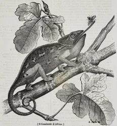 Camaleón africano, litografía de Salvatore Puglia de Poliorama Pittoresco, n 30, 4 de marzo