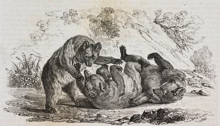 Osos de Asturias, España, litografía de Salvatore Puglia de Poliorama Pittoresco, n 9, 7 de octubre