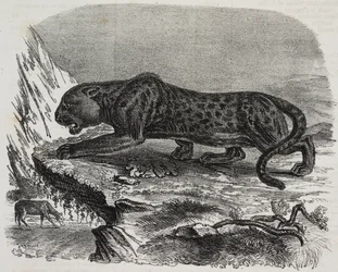 Black Panther en el Jardin des Plantes, jardín botánico de París, Francia, litografía de Salvatore Puglia de Poliorama Pittoresco, n 26, 4 de febrero