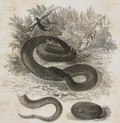 Variedad negra de víbora común, cola y pequeña víbora enroscada sobre sí misma como en el vientre materno, litografía de Salvatore Puglia de Poliorama Pittoresco, n.º 27, 8 de febrero