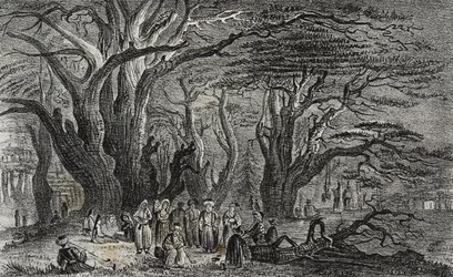 Viejos cedros del Líbano en Tiro, Líbano, litografía de Salvatore Puglia de Poliorama Pittoresco, n 25, 28 de enero