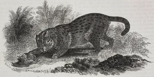 Gato de Sumatra, litografía de Salvatore Puglia de Poliorama Pittoresco, n 47, 1 de julio