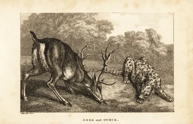 Encuentro entre un ciervo, Cervus elaphus, y un leopardo de las nieves, Panthera uncia