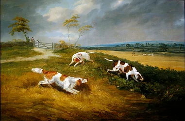 Cazador y perros en el encubrimiento