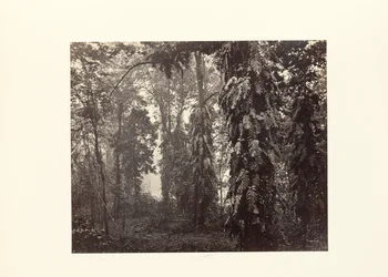 Darjeeling; Enredaderas en el bosque bajo Ging