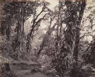 Darjeeling, Escena de bosque con enredaderas, con la carretera de Tukvar