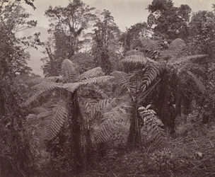 Darjeeling, Grupo de helechos arborescentes en Lebong