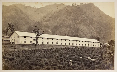 Selim Tea Estate, Darjeeling, la nueva fábrica, división inferior,  de 
