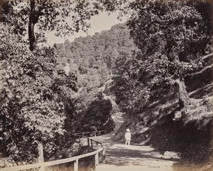Shimla. El paseo cerca de Rabq Lodge