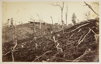 La finca de té Selim, Darjeeling,  de 