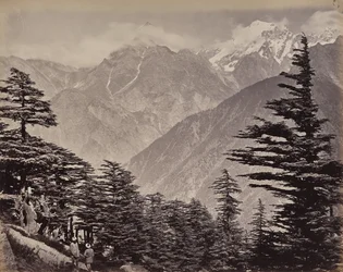 El Alto Himalaya. Vista cerca de las montañas de China. Cedros del Himalaya en primer plano