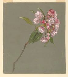 Una rama de laurel de montaña con hojas y flores