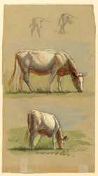 Ganado, dos vacas pastando y los lomos de terneros