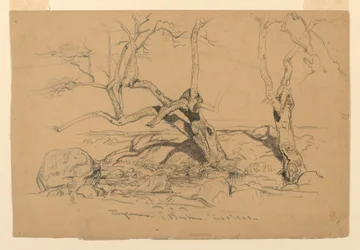Dibujo, Estudios. Árboles, Santa Bárbara, California, 3 de febrero de 1888