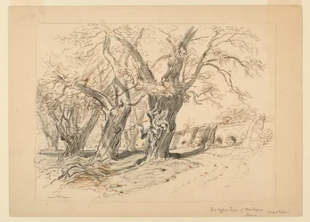 Dibujo, estudio para Los cipreses de Moctezuma, Parque de Chapultepec, México