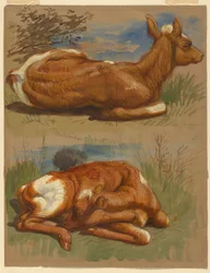 Dibujo, Tres estudios de terneros, Stockbridge, 7 de julio de 1876