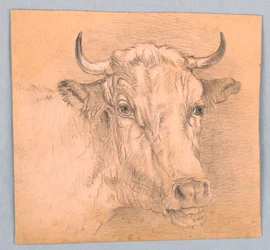 Cabeza de una vaca