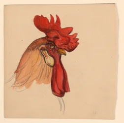 Cabeza de un gallo