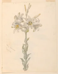 Lirio, Stockbridge