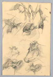 Estudios de Vacas