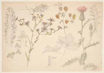 Estudios de flores de pradera