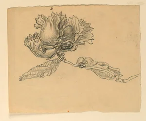 Estudio para Ilustración: Avellanas
