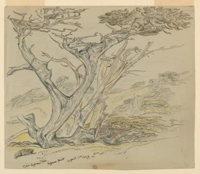 Estudio de viejos cipreses, Cypress Point